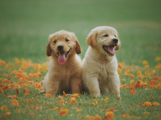 Puppy Perfection: The Ideal Age to Start Dog Training