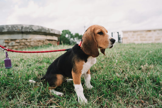 Potty Training in Sacramento CA - The Dawg House Dog Training