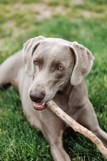 Chew No More: A Guide to Stop Puppy Chewing with The Dawg House Dog Training