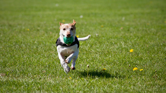 Unleash the Fun: Exploring Popular Dog Parks in Sacramento with Your Furry Friend!