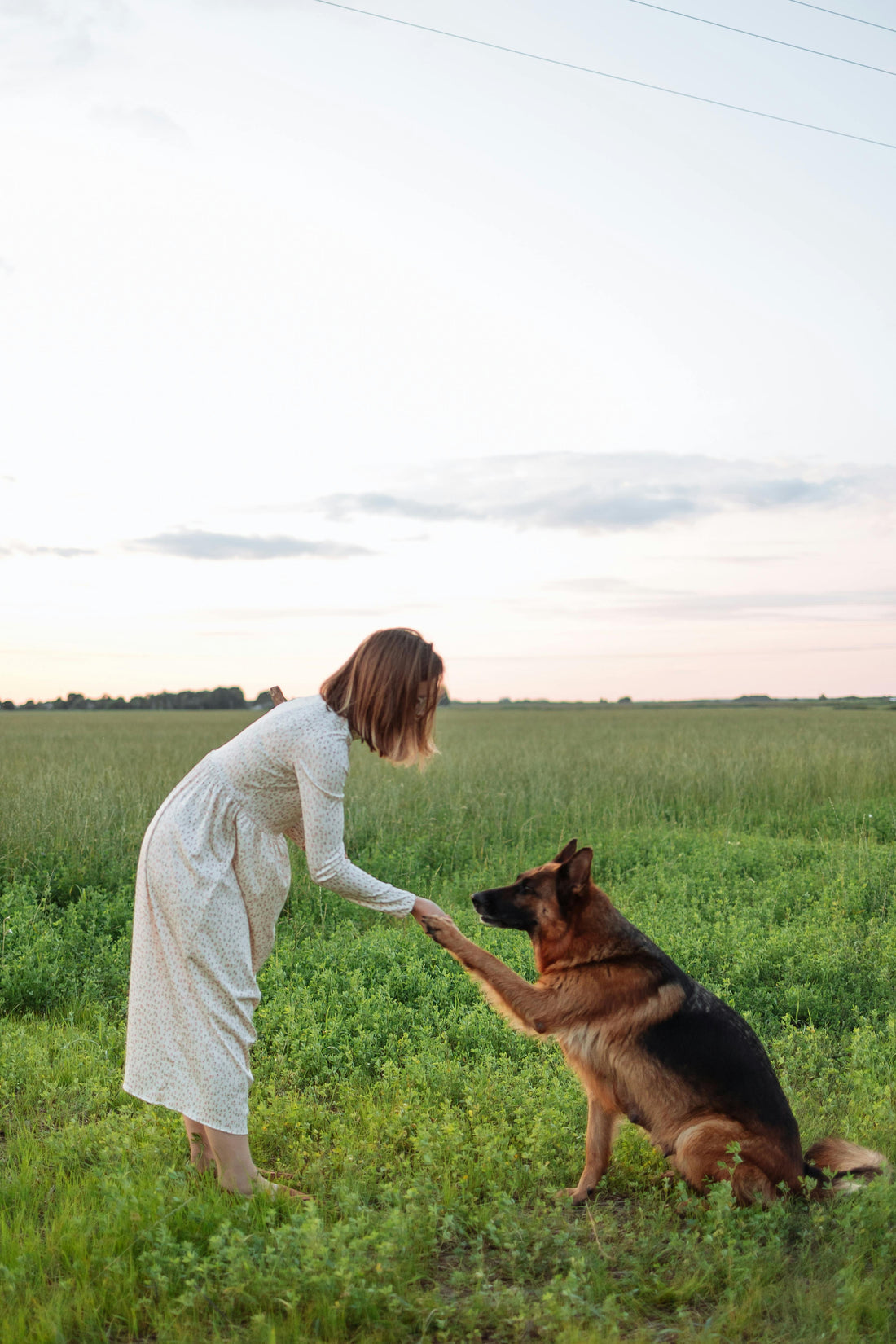 The Power of Routine: Helping Your Dog Thrive - Dog Training In Sacramento, CA