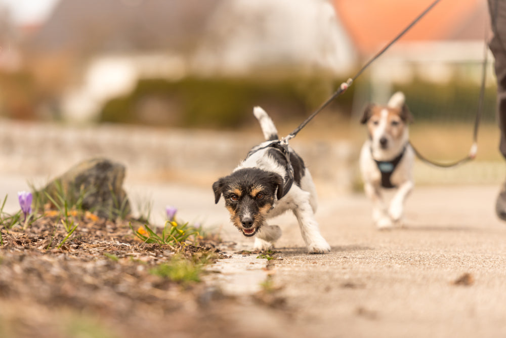 Dawg House Behavior Modification Training in Sacramento, CA - Dog Leash Training