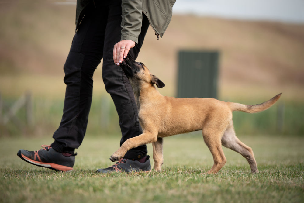 Dawg House Puppy Training in Sacramento, CA - Recall Training