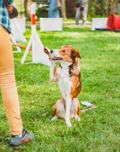 Dawg House Dog Training in Sacramento, CA - High Five