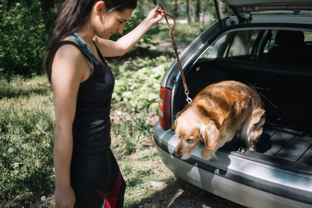 Dawg House Behavior Modification Training in Sacramento, CA - Vehicle Training