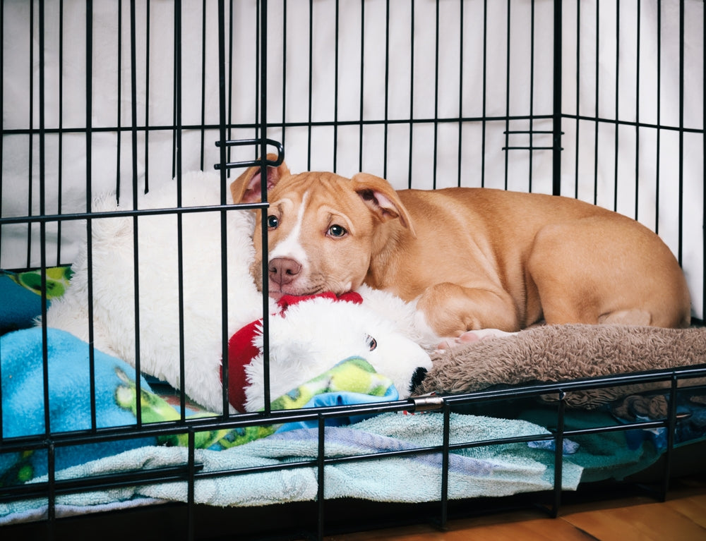 Dawg House Puppy Training in Sacramento, CA - Crate Training